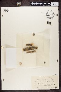 Physcia stellaris image