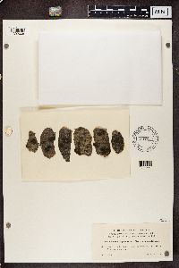 Rinodina sophodes image