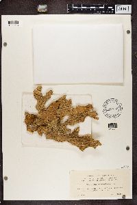 Lobaria pulmonaria image