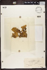 Peltigera leucophlebia image