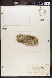 Cladina arbuscula subsp. mitis image