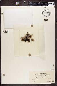 Cladonia crispata image