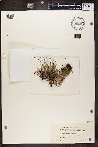 Cladonia cornuta image