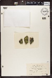 Rhizocarpon geographicum image