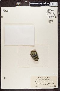 Rhizocarpon geographicum image