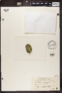 Rhizocarpon geographicum image