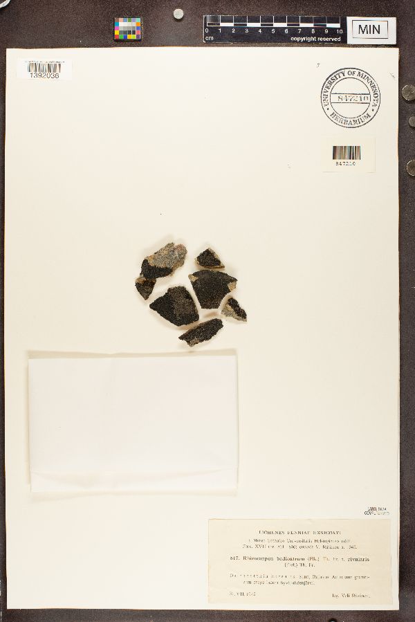 Rhizocarpon badioatrum var. rivularis image