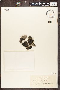 Rhizocarpon badioatrum image