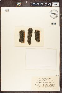 Bacidia beckhausii image