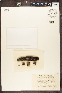 Hypocenomyce scalaris image