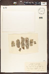 Media resource of Biatora efflorescens