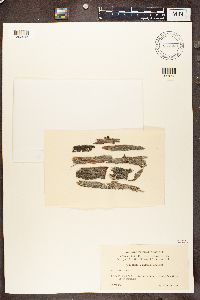 Lecidea nylanderi image