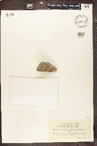 Acarospora glaucocarpa image