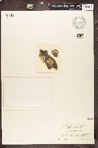 Parmeliopsis ambigua image