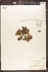 Parmelia saxatilis image