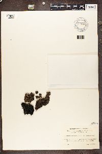 Parmelia omphalodes image