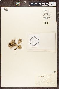 Platismatia glauca image