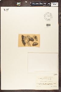 Imshaugia aleurites image