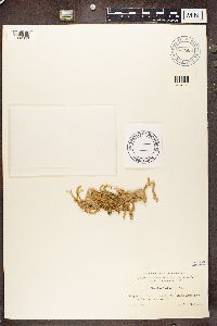 Ramalina fraxinea image