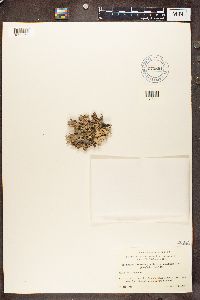 Pseudevernia furfuracea image