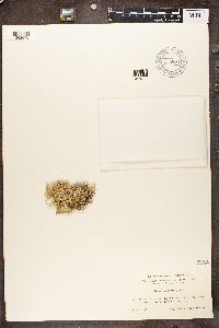 Evernia prunastri image