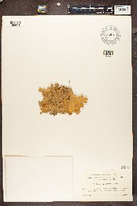 Lobaria pulmonaria image