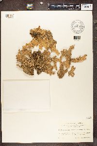 Lobaria pulmonaria image
