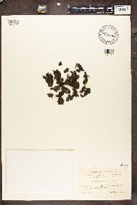 Collema flaccidum image