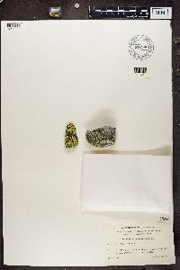 Rhizocarpon geographicum image