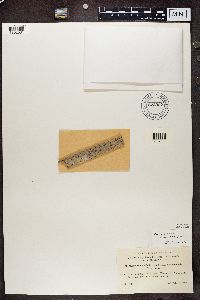 Mycocalicium subtile image
