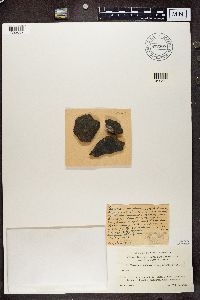 Verrucaria latebrosa image