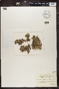 Hypogymnia physodes image