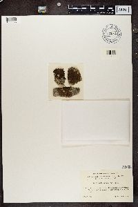 Media resource of Melanohalea exasperata