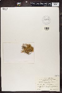 Ramalina farinacea image