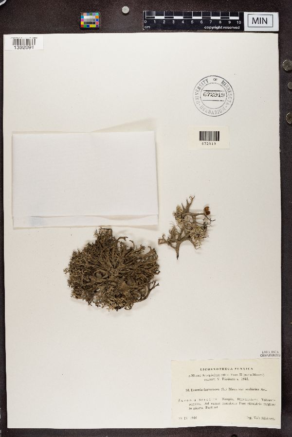 Evernia furfuracea f. scobicina image