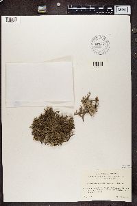 Evernia furfuracea image