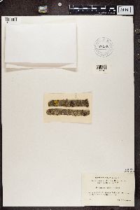 Lecanora carpinea image