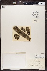 Physcia stellaris image