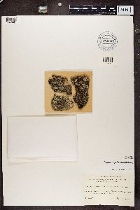 Physcia aipolia image