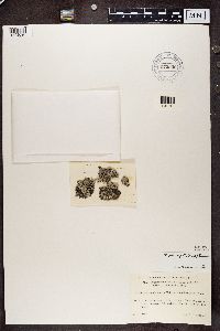 Physcia aipolia image