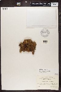 Peltigera rufescens image