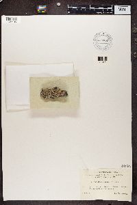Diploschistes scruposus image