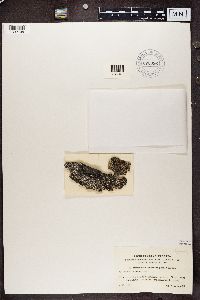 Media resource of Imshaugia aleurites