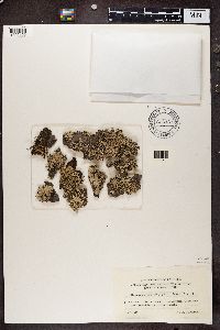 Hypogymnia physodes image