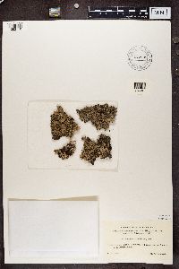 Parmelia saxatilis image