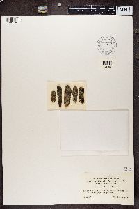 Lecanora coilocarpa image