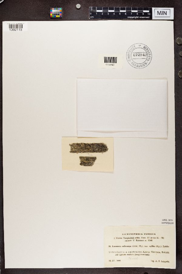 Lecanora coilocarpa var. xylita image