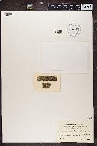 Lecanora coilocarpa image