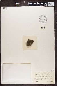 Aspicilia cinerea image