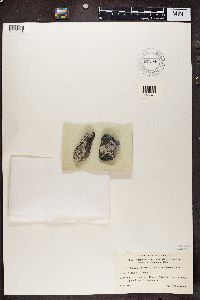 Aspicilia cinerea image